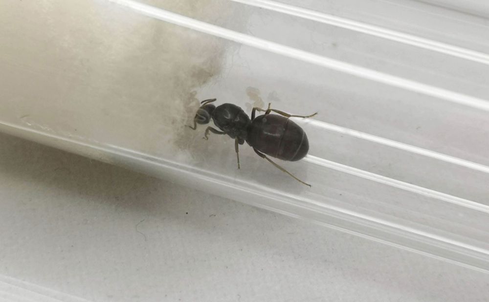 [OKAZJA] Królowa mrówek Lasius niger + jaja