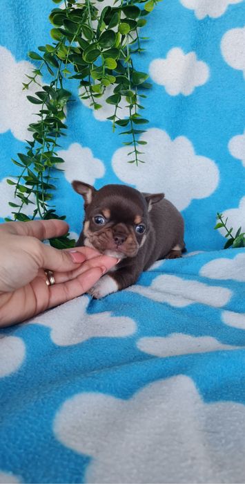 Excecional mini menino Chihuahua/Chiuaua de Qualidade,LinhagemRussa