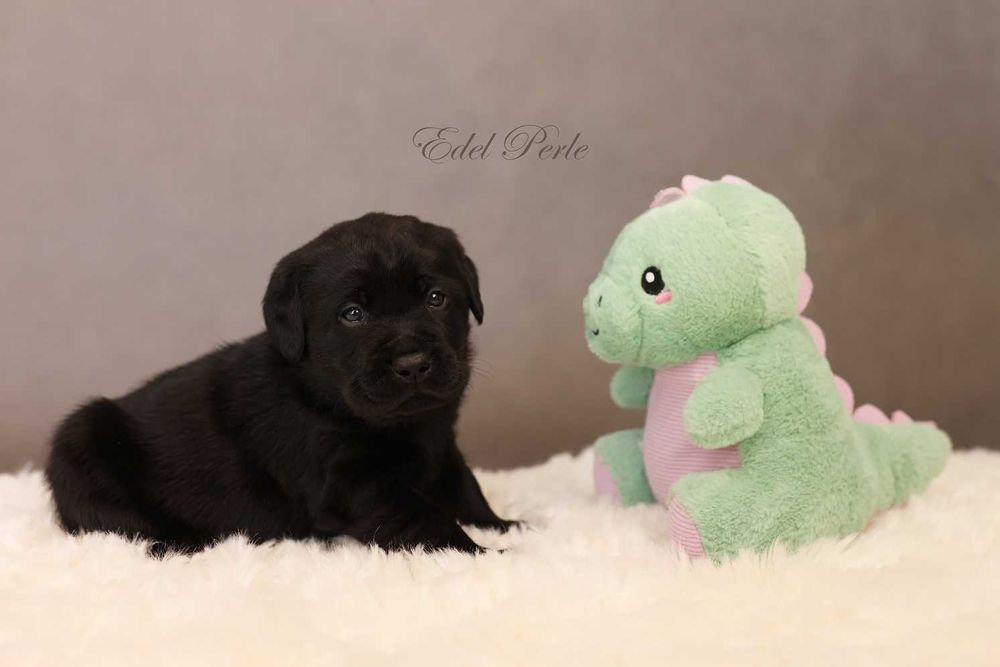 Labrador Retriever Czarny Samiec ZKwP FCI