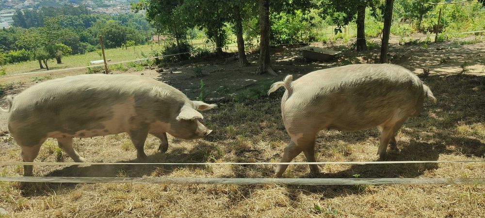 Porcos Bísaros, 2 anos, criação biológica ao ar livre — 400€ (unidade) / 700€ (as duas) — Santo Tirso