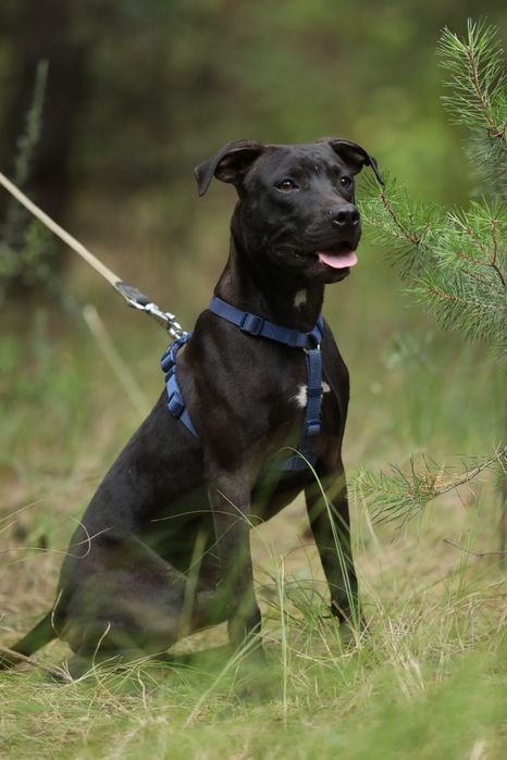 Цуценята та молоді Американські пітбулі.