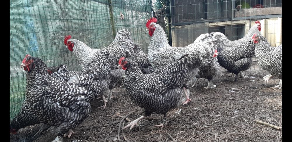 Ovos galados de galinha de raça