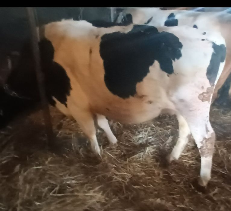 Sprzedam krowę mleczną