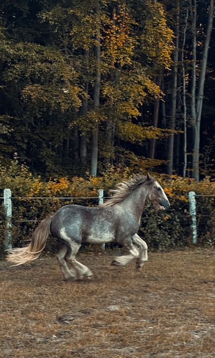 Anakin - wałaszek  irish cob (tinker / gypsy cob) 2024