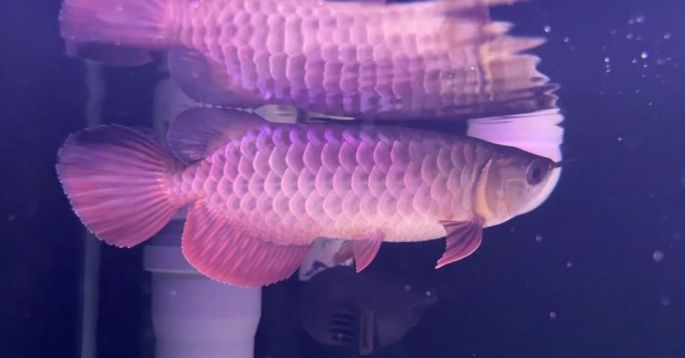 Bukit Merah blue base golden crossback Arowana
