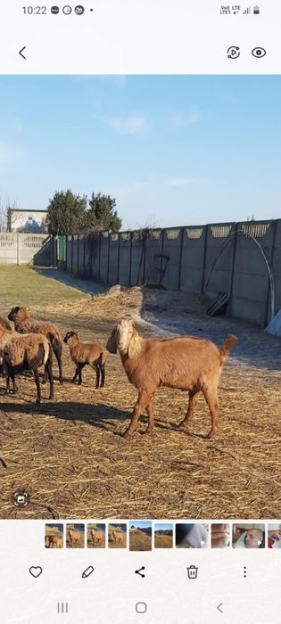 Anglonubijski Koziołek
