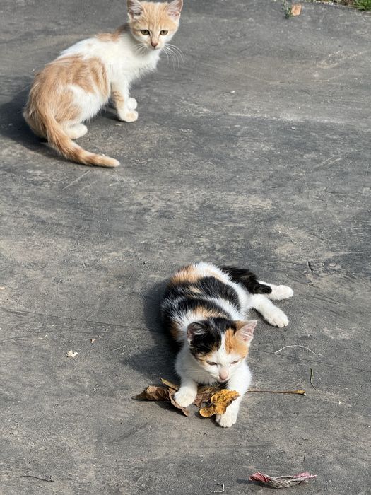 Кошеня, котик, кошенята, котики