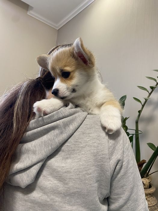 Корженята, хлопчики і дівчатка