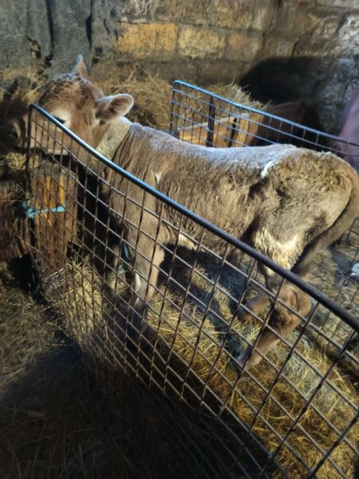 Новонароджений бичок 03.03