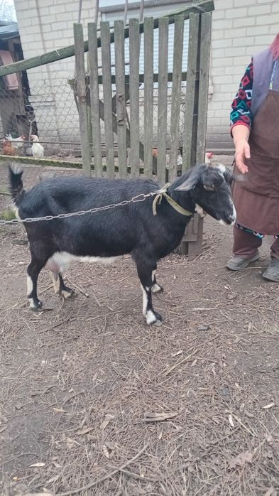 Продам козу,  породиста