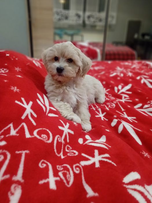 Maltipoo ,maltańczyk ,pudełek toy