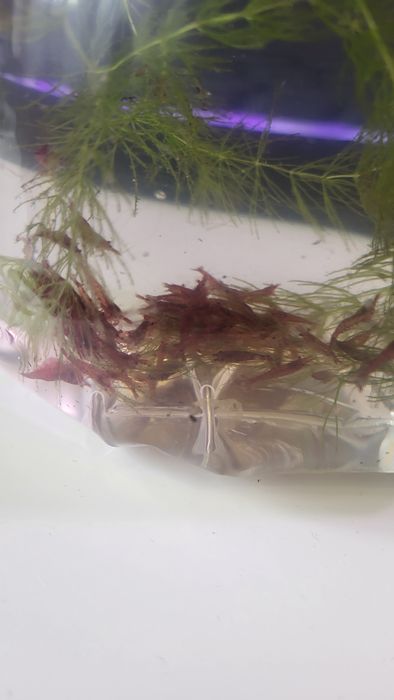Krewetki (kundelki)  Red Sakura po selekcji 1 zł za szt.