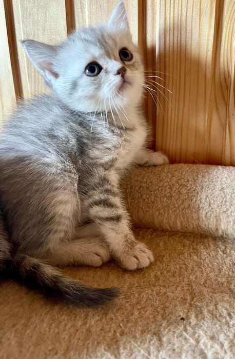 Кошенята Scottish Straight