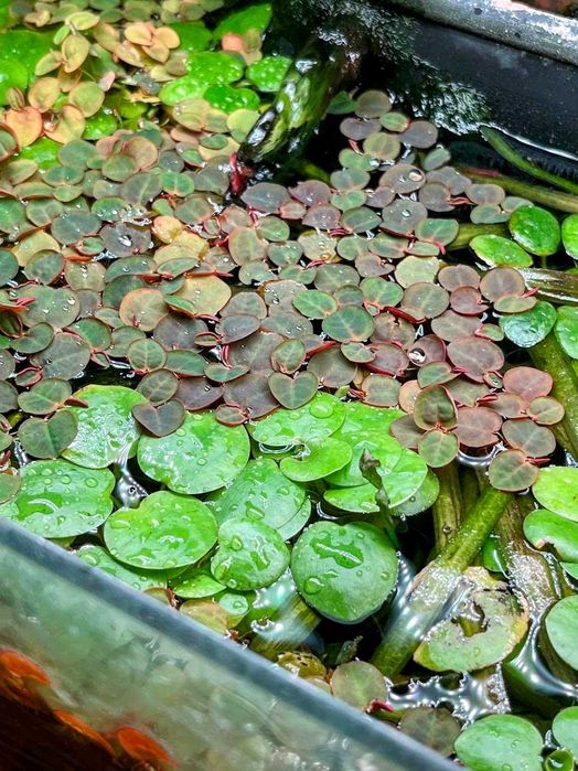 Aquário Plantas Superfície Low Tech - Amazon Frogbit Pistias Red Root