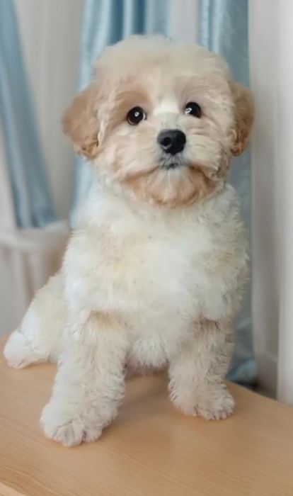 Мальтипу. Стильная девочка.