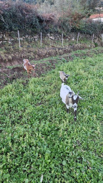 Cabras micro anãs