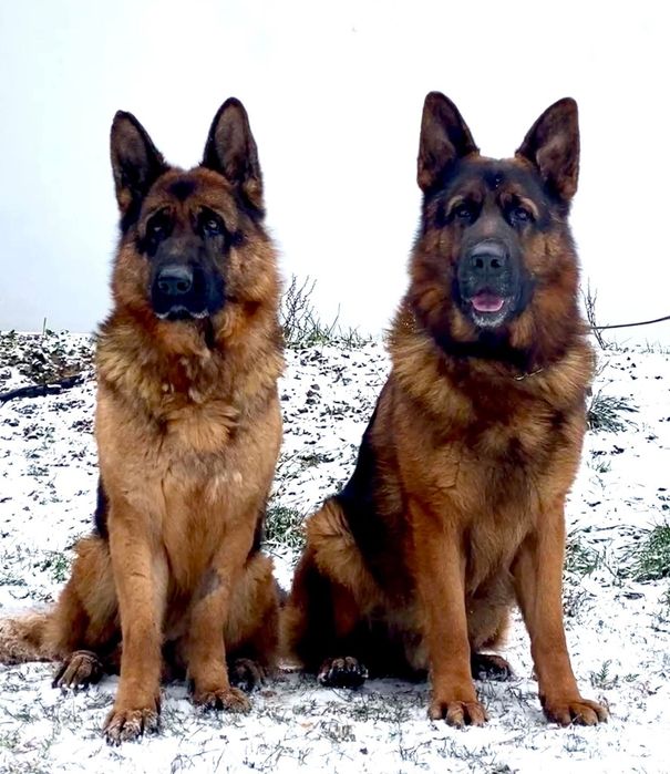 Owczarek Niemiecki zapowiedź miotu REZERWACJA SZCZENIAKÓW