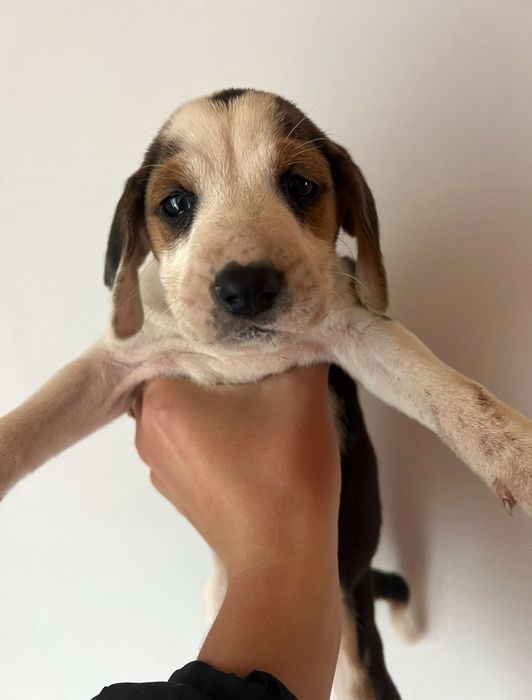 Цуценята мисливської породи