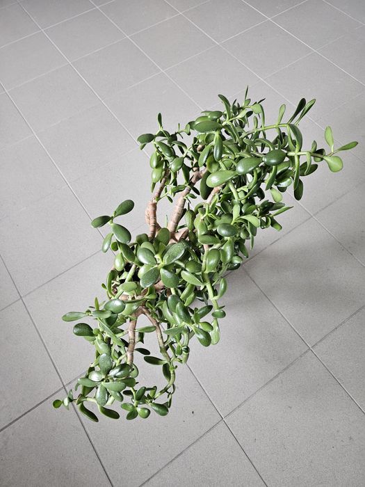 Grubosz drzewko szczęścia