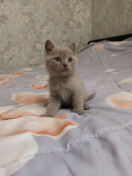 Шотландские котики