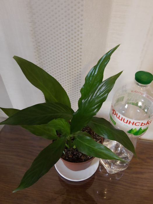 Спатифілум Купідо- 2 рослини в горщику