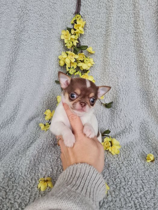 Excelente menino mini chihuahua/chiuaua linhagem Russa.Qualidd