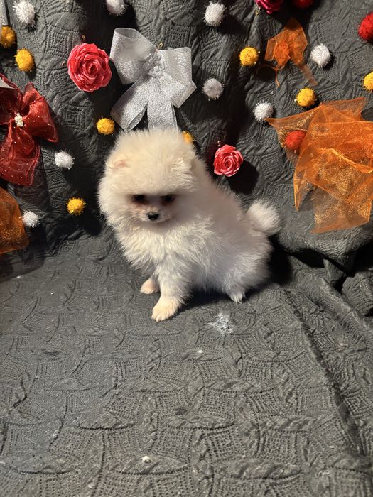 Spitz anão lulu da pomerania  femea