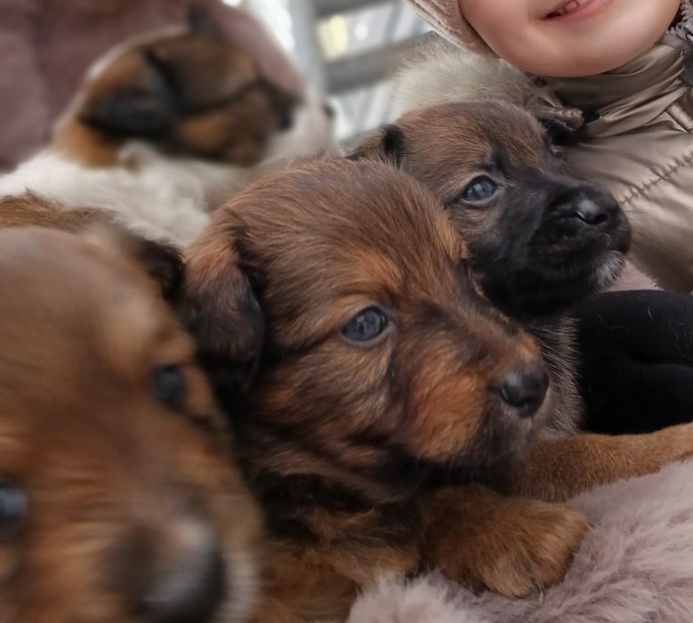 Цуценята в добрі руки