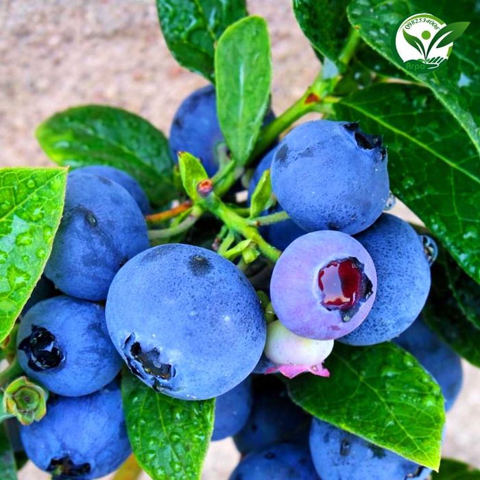 Буровка саджанці купити високоросла контейнерні саджанці лохини в саду