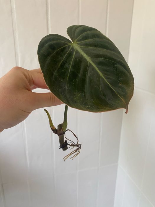 Philodendron melanochrysum  filodendron sadzonki ukorzenione