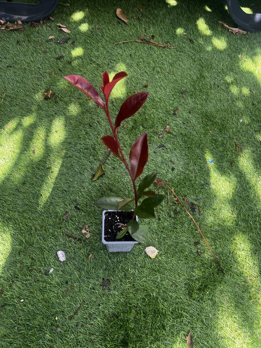 Photinias para sebes