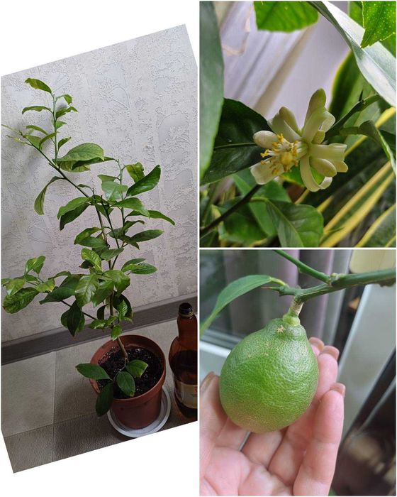 Лимон домашній РОЗПРОДАЖ сорт Павлівський Фікус крупномір Алі