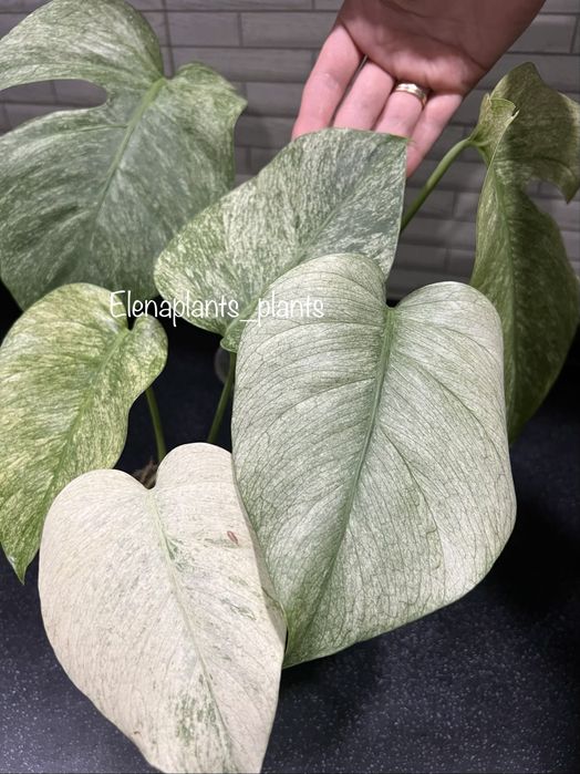 Монстера Full Mint, Peru, Laniata Mint, Frozen