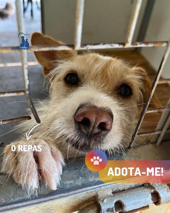 Repas - cão jovem activo para adoção