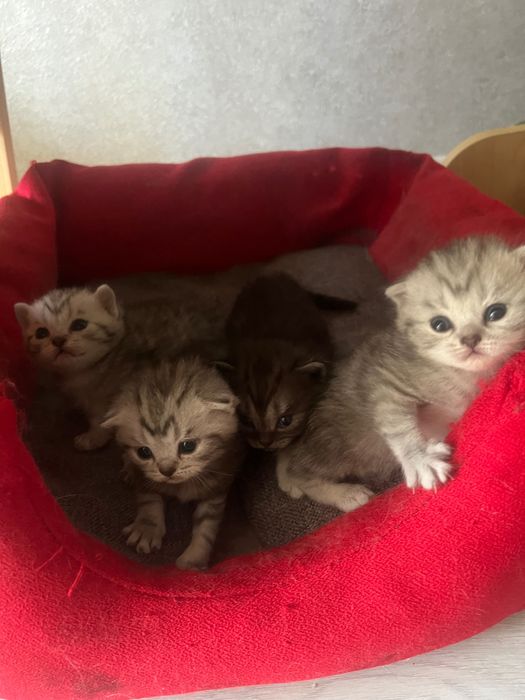 Шотландські кошенята