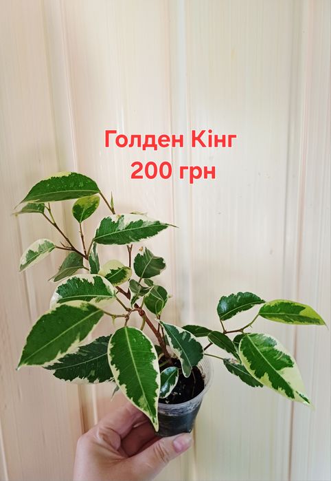 Яскраві Фікуси Голден Монік, Голден Кінг, Анастасія