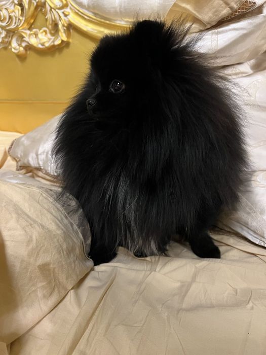 Шпиц медвежонок ищет девочку для вязки.