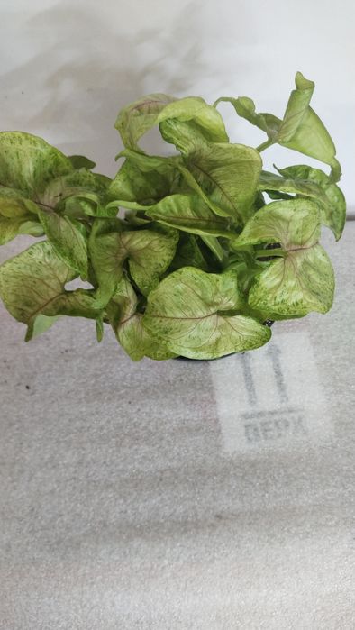 Нові квіточки чекають