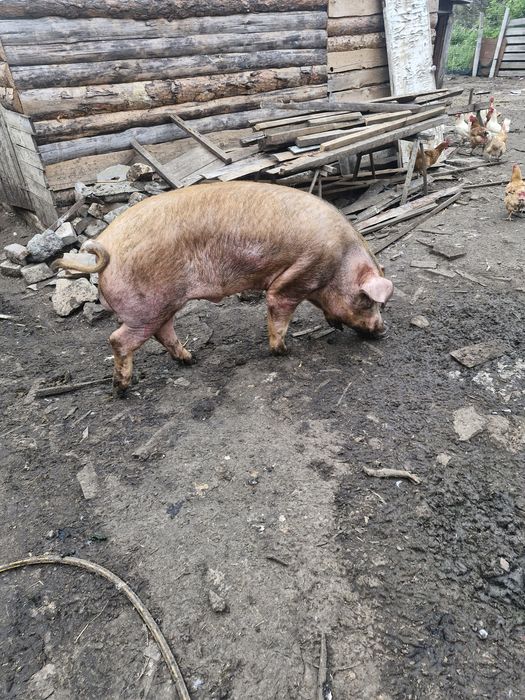 Продам  кабана на розвід або обміняю