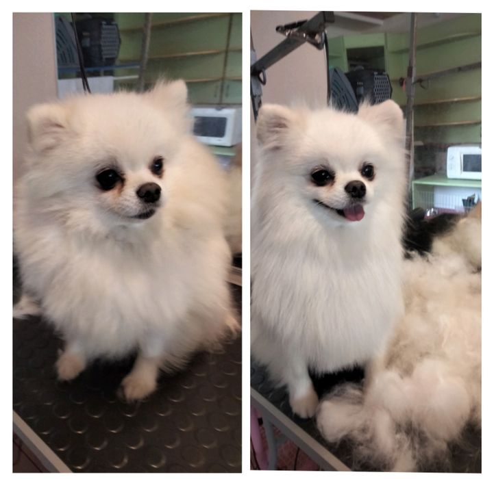 Вычесывание шпицов)) экспресс -линька