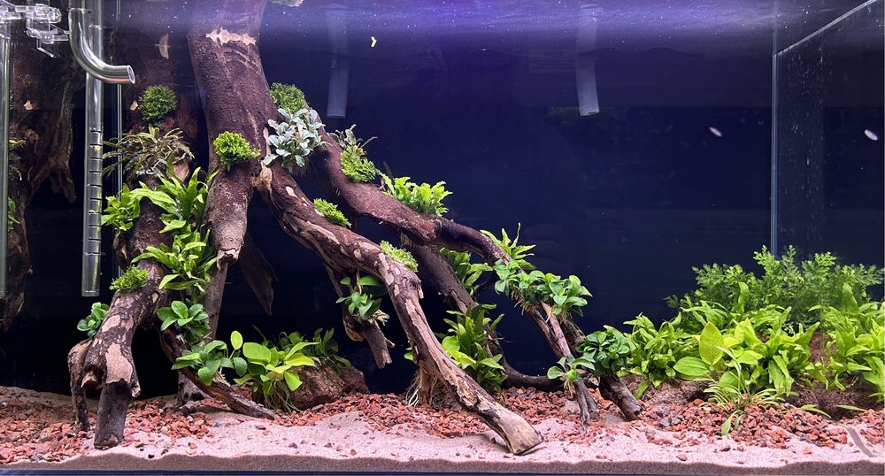 Manutencao de aquarios