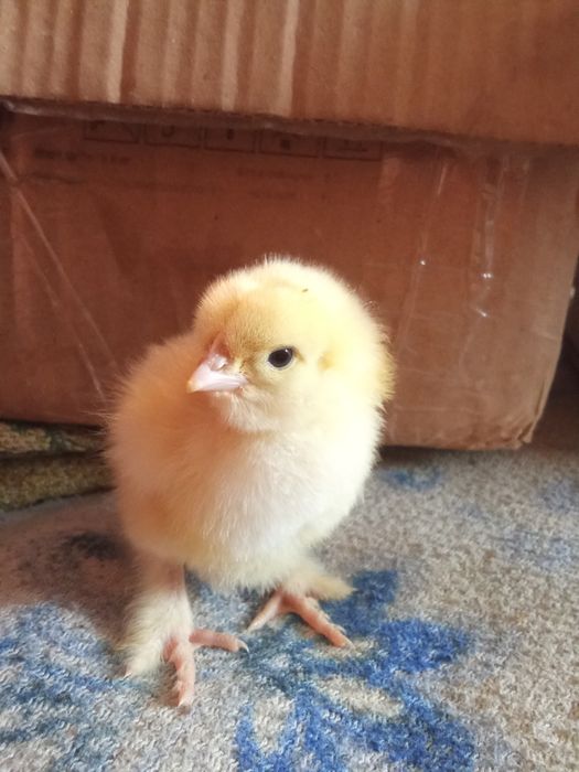 Продам інкубаційні яйця курей породи брама Вінницька область