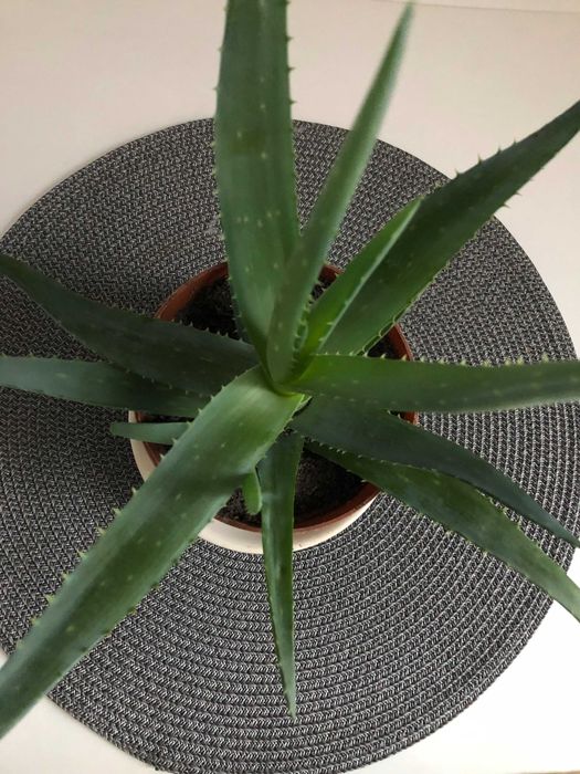 Лекарственное растение Алоэ вера