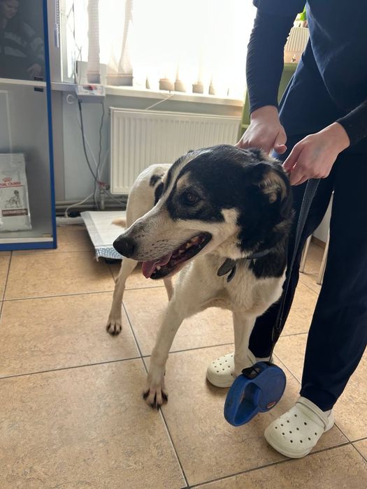 Хлопец, метис‼️Віддається‼️ В родину