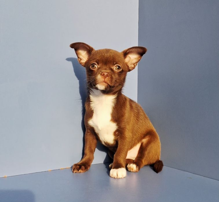 Просто чудовий хлопчик