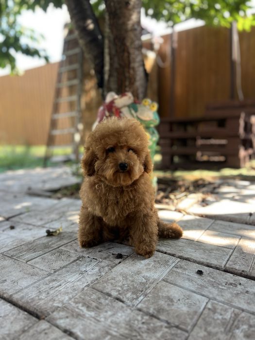 Маленький мальтіпу хлопчик Red Brown, 3,5 місяці