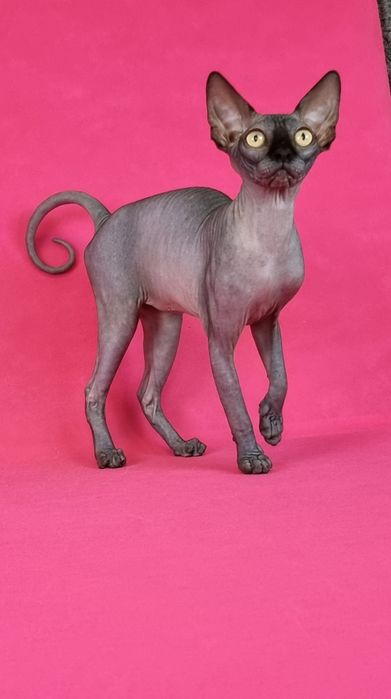 Кошеня породи сфінкс . Дівчинка.