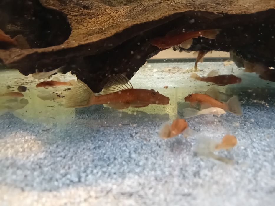 Zbrojnik glonojad red welon samiec  samica