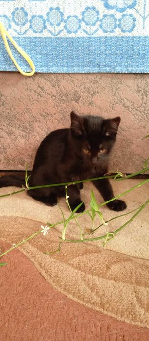 Котята в хорошие руки