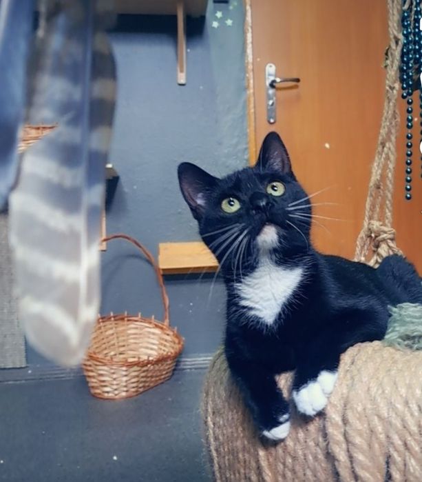 Młoda kotka Jania szuka domku